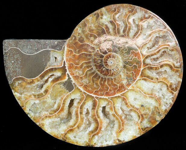 Agatized Ammonite Fossil (Half) #45520